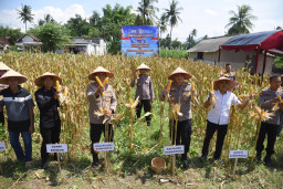 Kapolres Bondowoso Dampingi Panen Raya Jagung Nasional, Dukungan Nyata Menuju Swasembada Pangan