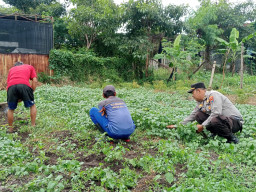 Dukung Ketahanan Pangan, Polres Pelabuhan Tanjung Perak Panen Tanaman holtikultura di Tambak Wedi
