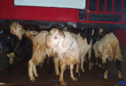Barantin Gagalkan Pengiriman 50 Kambing Tanpa Dokumen ke Denpasar
