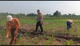 Polisi Bangil Aktif Bersama Kelompok Tani Gempeng Monitoring Lahan Jagung