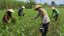 Pak Bhabin Penggerak Ketahanan Pangan, Dampingi Petani Jagung di Wilayah Hukum Polres Pasuruan