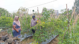 Bhabinkamtibmas Desa Pungging Tinjau Tanaman Cabe Kecil, Dukung Ketahanan Pangan Nasional