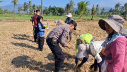 Dukung Ketahanan Pangan, Kapolsek Klabang Pimpin Penanaman Benih Jagung "JENDRAL" di Desa Besuk