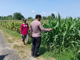 Bhabinkamtibmas Sukorejo Cek Pertumbuhan Jagung Warga