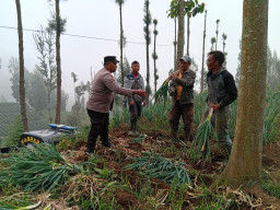 Bhabinkamtibmas Polsek Tosari Pantau Lahan Bawang Prei, Dukung Program Ketahanan Pangan Nasional