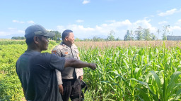 Dukung Ketahanan Pangan Nasional, Polsek Cermee Pantau Langsung Perkembangan Pertanian Warga
