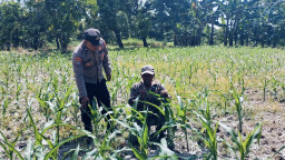 Bhabinkamtibmas Polsek Nongkojajar Tinjau Lahan Jagung P2B, Dukung Asta Cita Ketahanan Pangan