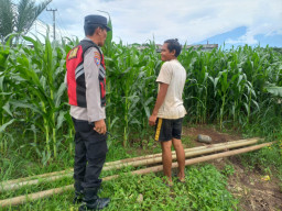 Bhabinkamtibmas Sukosari Aktif Dampingi Petani, Pastikan Tanaman Jagung Tumbuh Optimal