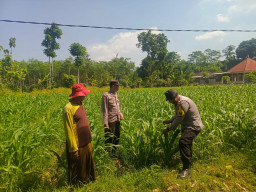 Polisi Sambangi Petani Jagung di Pandanarum, Ajak Tingkatkan Hasil Panen