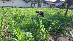 Polsek Jatiroto Pantau Pertumbuhan Jagung, Dukung Program Ketahanan Pangan Nasional