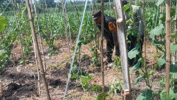 Gugus Tugas Ketahanan Pangan Polsek Rembang Pantau Lahan Gambas Milik Petani Binaan