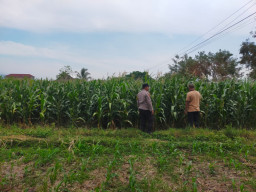Bhabinkamtibmas Sukorejo Dampingi Petani Pantau Pertumbuhan Jagung