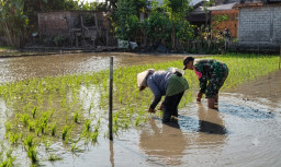 Serka Junaedi Dampingi Petani Tanam Padi, Perkuat Ketahanan Pangan Nasional