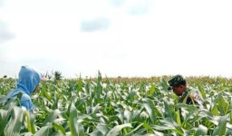 Genjot Hasil Panen Jagung, Babinsa Bantu Petani Basmi Gulma