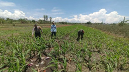 Polisi di Bangil Aktif dalam pendampingan Petani Jagung Menuju Panen Maksimal