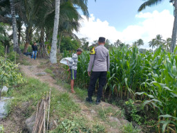 Dukung Asta Cita, Kapolsek Candipuro Tinjau Lahan Jagung Varietas Advanta di Sumberrejo
