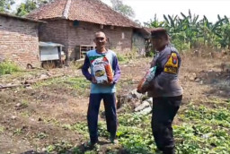 Polsek Rembang membantu petani untuk kelola lahan jagung