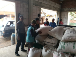 Jagung Petani Sukorejo Tembus Bulog, Polisi Kawal Pengiriman Hasil Panen