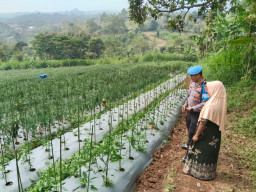 Inspiratif, Begini Cara Polsek Nongkojajar Dukung Ketahanan Pangan