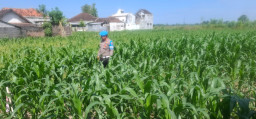 Dukung Asta Cita Presiden, Kapolsek Yosowilangun Iptu Rusdiq Sudarmanto Turun Sawah Dorong Produktivitas Jagung