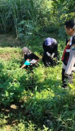Bhabinkamtibmas Polsek Pasrepan Pantau Tanaman Jagung, Dukung Asta Cita Ketahanan Pangan Nasional