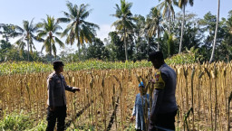 Wujud Nyata Sinergi, Bhabinkamtibmas Polsek Randuagung Dampingi Petani Wujudkan Ketahanan Pangan Nasional