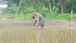 Jaga Kualitas Padi, Koptu Eka Hendarwanto Bantu Petani Bersihkan Hama Keong Dan Gulma Sawah