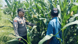 Bhabinkamtibmas Polsek Nongkojajar Perkuat Ketahanan Pangan Lewat Pendampingan Tanaman Jagung di Desa Pungging