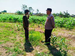 Bhabinkamtibmas Polsek Sukorejo Dorong Pemanfaatan Lahan Produktif untuk Dukung Ketahanan Pangan Nasional