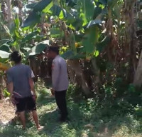 Bhabinkamtibmas Polsek Rembang Pantau Lahan Pisang Cavendish Dukung Program Ketahanan Pangan Nasional