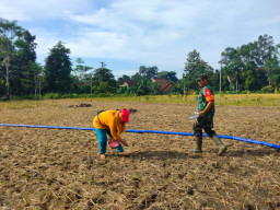 Sinergi Ketahanan Pangan, Serma Yonanda Dampingi Poktan Makmur Tanam Bibit Jagung