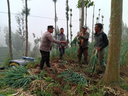 Polsek Tosari Dampingi Petani Bawang, Wujudkan Ketahanan Pangan di Lereng Bromo