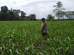 Bhabinkamtibmas Polsek Rowokangkung Dorong Warga Kembangkan Pertanian Demi Sukseskan Asta Cita