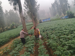 Bhabinkamtibmas Polsek Tosari Intensif Dampingi Petani Kentang Dukung Ketahanan Pangan Nasional