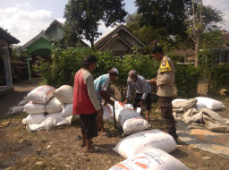 Polisi Dampingi Petani Bantu Distribusi 2,8 Ton Jagung Petani Rebono ke Bulog 