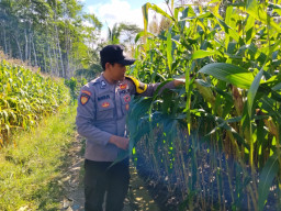 Sukseskan Kemandirian Pangan Desa, Bhabinkamtibmas Polsek Pronojiwo Tinjau Ladang Jagung Warga 