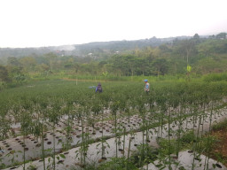 Bhabinkamtibmas Sambangi Lahan Cabai, Dukung Ketahanan Pangan Bersama Warga