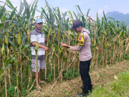Polsek Tempursari Tinjau Lahan Jagung Warga, Dukung Penuh Program Ketahanan Pangan Nasional
