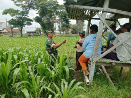 Optimalkan Hasil Panen, Serma Yuda Indra Gelar Komsos Budidaya Jagung Bersama Poktan Margo Utomo
