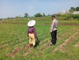Optimistis Panen Bagus, Bhabinkamtibmas Laporkan Tanaman Jagung di Gunting Tumbuh Subur