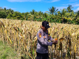 Polisi Turun ke Lahan Jagung, Polsek Tempursari Dukung Ketahanan Pangan dengan Dampingi Petani