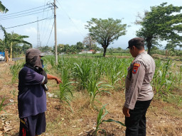 Bhabinkamtibmas Polsek Sukorejo Dorong Ketahanan Pangan Melalui Tanaman Jagung di Desa Lecari