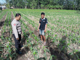 Serap Aspirasi Petani, Kanit Binmas Polsek Klakah Kawal Ketahanan Pangan Nasional