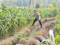 Polsek Candipuro Sukses Implementasikan Program Asta Cita Presiden, Tanaman Jagung Tumbuh Subur di Lahan Ketahanan Panga