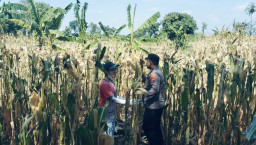 Bhabinkamtibmas Sukorejo gerakkan masyarakat manfaatkan lahan ketahanan pangan nasional 