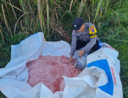 Sukseskan Program Asta Cita Presiden, Bhabinkamtibmas Selokgondang Turun ke Ladang Bantu Pemupukan Jagung