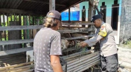 Pantauan Bhabinkamtibmas, Budidaya Kambing di Kauman Tunjukkan Perkembangan Positif