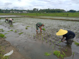 Dukung Ketahanan Pangan, Sertu Alim Santoso Dampingi Poktan Tani Makmur Tanam Padi di Jambewangi