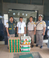69 Burung Disembunyikan Di Dalam Truk Tanpa Dokumen Karantina Digagalkan di Pelabuhan Tanjung Perak