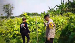 Tanaman Mentimun di Siyar Tumbuh Baik, Bhabinkamtibmas Dukung Ketahanan Pangan Bersama Warga